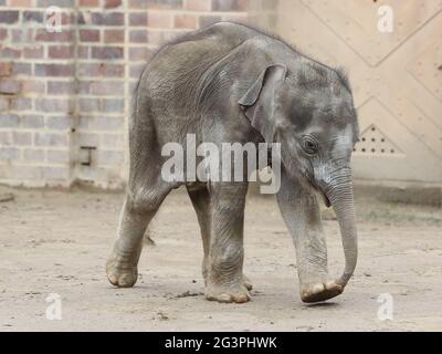 Asiatischer Elefantenbaby Kiran im Elefantentempel Ganesha Mandir aus DEM ZOO Leipzig Stockfoto