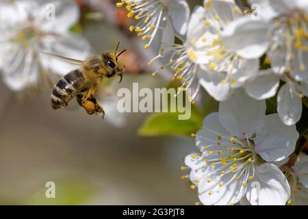Biene auf einer Blüte Stockfoto