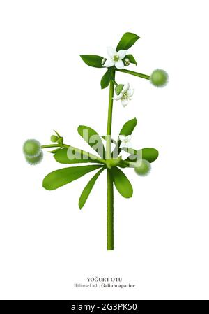 Galium aparine, Stachelgras, mit vielen gebräuchlichen Namen, einschließlich Anhalter, Cleavers Stockfoto