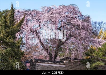 Weinende Kirsche im Palast von changdeok Stockfoto