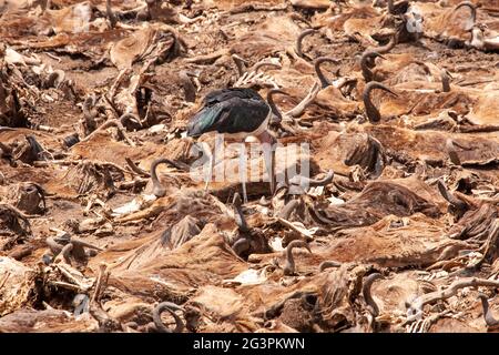 marabou-Storch, Leptoptilos crumenifer, alleinstehend, der durch eine Masse von Kadavern aus ertrunkenen Gnus geht, Masai Mara, Kenia, Ostafrika Stockfoto