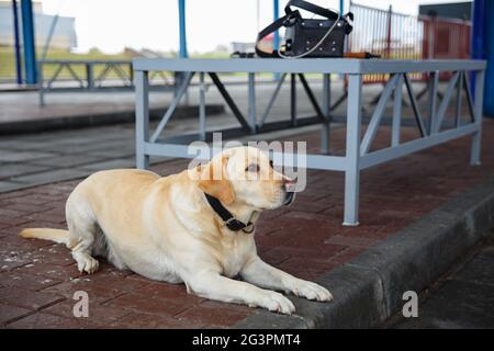 Der goldene Retriever Zollhund Stockfoto