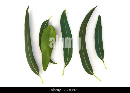 Natürlicher organischer Eukalyptus. Kosmetik-Inhaltsstoff. Stockfoto