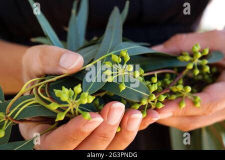 Natürlicher organischer Eukalyptus. Stockfoto