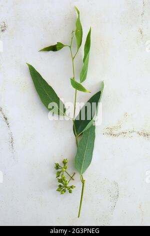 Natürlicher organischer Eukalyptus. Kosmetik-Inhaltsstoff. Stockfoto