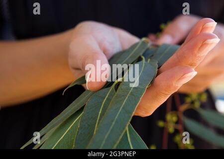 Natürlicher organischer Eukalyptus. Stockfoto