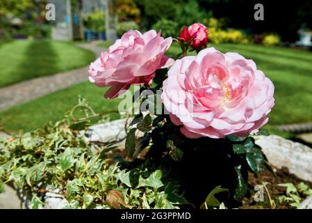 Schöne rosa Rosen Stockfoto