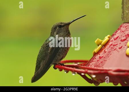 Nahaufnahme eines weiblichen Kolibris Rufous, Selasphorus Rufus, der auf dem Futterhäuschen thront Stockfoto