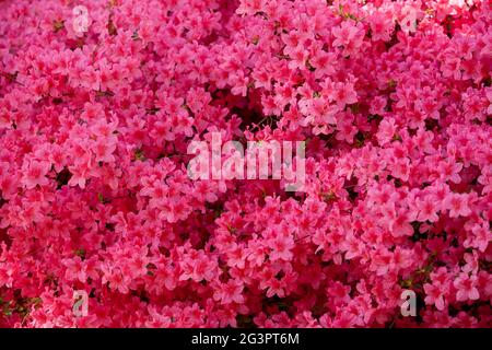 Rhododendron Blüten schließen sich im Sonnenlicht. Hintergrund der Blumen. Stockfoto