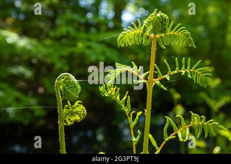 Triebe eines jungen Farns am Ufer eines Teiches in einem öffentlichen Park Stockfoto