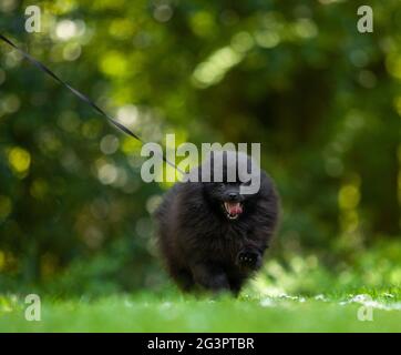 Schwarzer pommerscher spitzer auf grünem Gras. Stockfoto