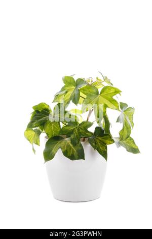 Hedera Helix oder Devil's Efeu Stockfoto