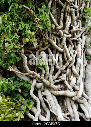 Die verknoteten Efeu-Stängel würgen zwar langsam den Wirtsbaum, aber in der Praxis harmlos. Stockfoto