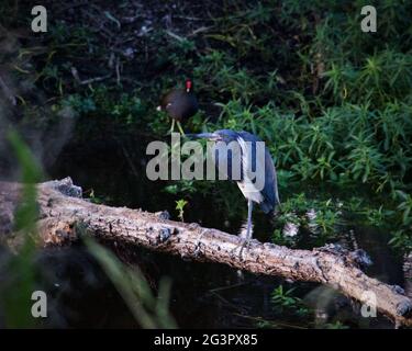 Heron steht auf dem Baumstamm am Ibis Pond im Pinckney Island National Wildlife Refuge Stockfoto