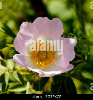 Nahaufnahme der Blume der Hunderose (Rosa Canina) eine variabel kletternde, wilde Rosenart, die in Europa, Nordwestafrika und Westasien beheimatet ist. Stockfoto