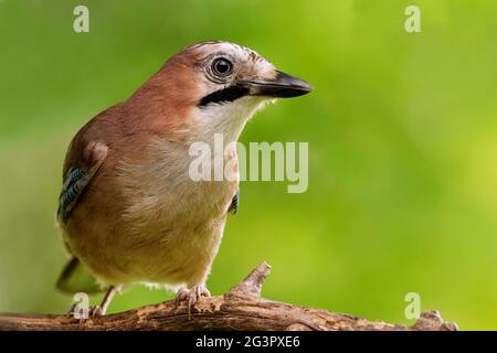 Jay am Waldrand Stockfoto