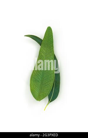 Natürlicher organischer Eukalyptus. Kosmetik-Inhaltsstoff. Stockfoto