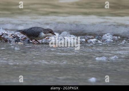 Weißkehltaucher im Nationalpark Gesäuse in Österreich Stockfoto