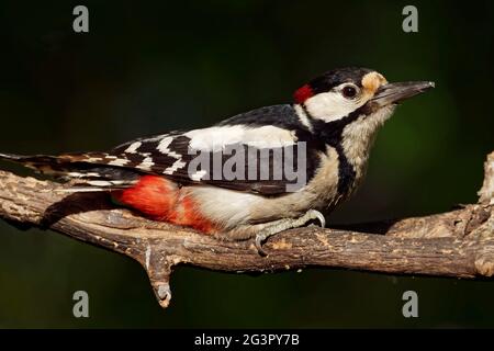 Great Spotted Woodpecker-männlich Stockfoto