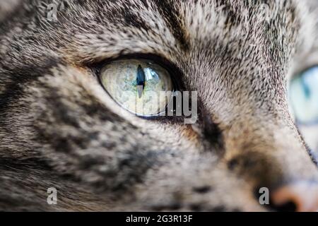Grau gestreifte Katze, Nahaufnahme Detail auf seinem grünen Auge Stockfoto