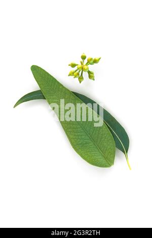 Natürlicher organischer Eukalyptus. Kosmetik-Inhaltsstoff. Stockfoto