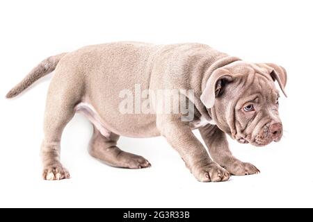 Ein liliac American Bully Welpe steht ruhig seitlich zur Kamera. Isoliert auf weißem Hintergrund Stockfoto