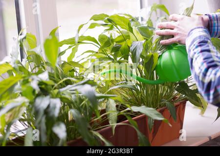 Nahaufnahme Ansicht Mann wässert Blumen aus Wasser kann. Männlich mit Gießkanne, um die Pflanzen auf Fensterbank in sonnigen Tag zu nehmen Stockfoto