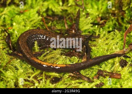 Nahaufnahme des Salamanders eines Dunn, Plethodon dunni auf grünem Moos Stockfoto