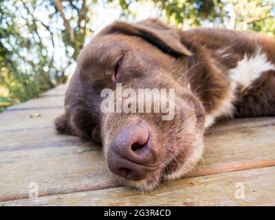 Chocolate Labrador Retriever liegt auf einem Holzboden Stockfoto