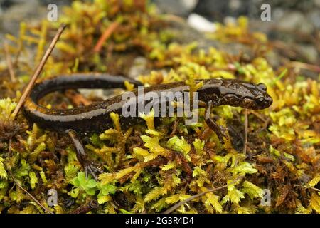 Nahaufnahme des Salamanders eines Dunn, Plethodon dunni auf grünem Moos Stockfoto