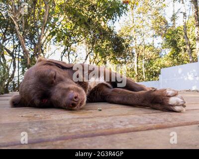 Chocolate Labrador Retriever liegt auf einem Holzboden Stockfoto