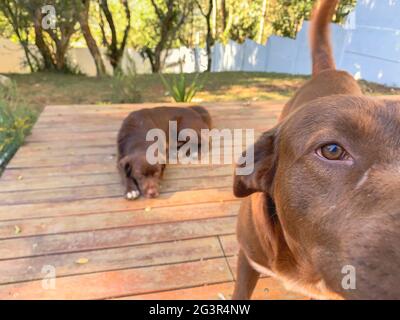 Zwei Schokoladen Labrador Retriever auf einem Holzboden Stockfoto