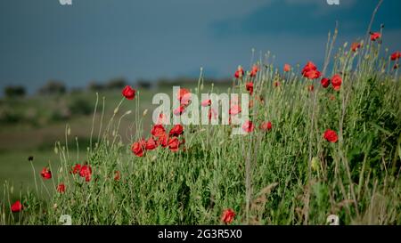 Mohn Feld an einem bewölkten regnerischen Tag Stockfoto