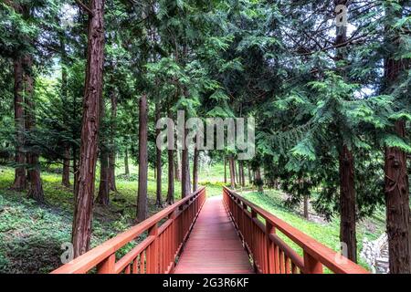 Mujangye Waldweg in jindo Stockfoto