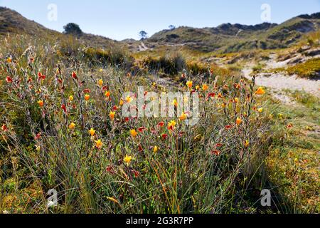 Bild von gelben und roten Blumen auf einer Sanddüne und blauem Himmel. Selektiver Fokus Stockfoto