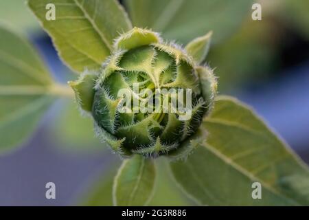 Knospe einer Sonnenblume, bevor sie sich im Sommer öffnet. Stockfoto