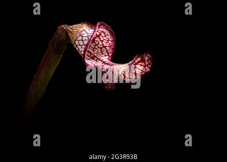 Eine fleischfressende Krug-Pflanze im Weeks Bay Pitcher Plant Bog ist vor schwarzem Hintergrund isoliert. Stockfoto