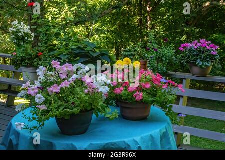 Wunderschöne Blumen, die im Sommer auf einem Tisch und auf einer Terrasse draußen sitzen. Petunien vorne. Stockfoto