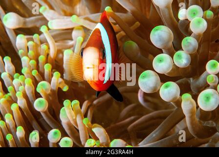 Weibliche Tomatenanemonefische (Amphiprion frenatus) auf Anemonenwirten, Salomonen Stockfoto