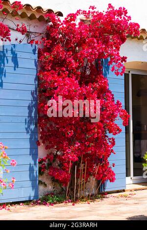 Blühende rote Bougainvillea an einer Wand an der französischen Riviera. Rote Bracts und blaue provenzalische Fensterläden Stockfoto