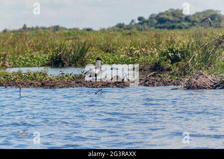 Moskauer Ente (Cairina moschata) in Esteros del Ibera, Argentinien Stockfoto