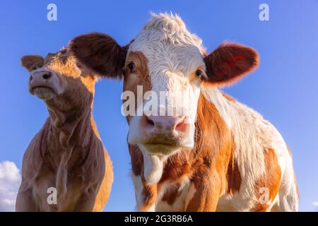 Kälberzucht: Junge Kälber / Kälber / Kühe im Freien, Viehzucht, Weide, Weiden Stockfoto