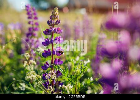 Hummel, die im Sommerfeld um den Lupinen-Blütenstachel fliegt. Landschaft mit violetten Blüten und Bestäubern. Natur Stockfoto