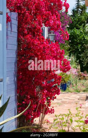 Blühende rote Bougainvillea an einer Wand an der französischen Riviera. Rote Bracts und blaue provenzalische Fensterläden Stockfoto