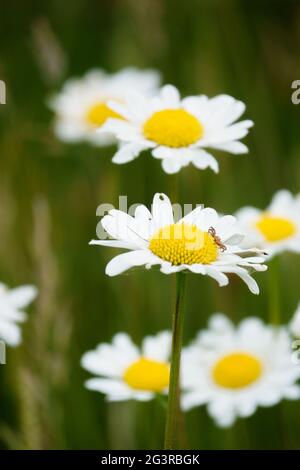 Ochsenblütler (Leucanthemum Vulgare) wachsen wild auf den Chalklands der Salisbury Plain, Wiltshire Stockfoto