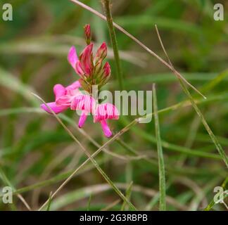 Sainfoin (Onobrychis viciifolia) blüht und Knospen auf einer wilden Pflanze, die im Kreidegrasland auf der Salisbury Plain, Wiltshire, wächst Stockfoto