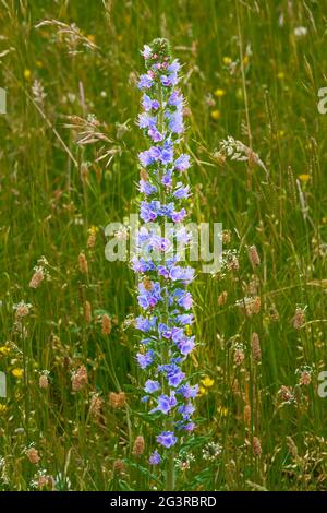 Viper's-bugloss (Echium vulgare), auch bekannt als blueweed growing wild auf Salisbury Plain Grasslands in Wiltshire UK Stockfoto