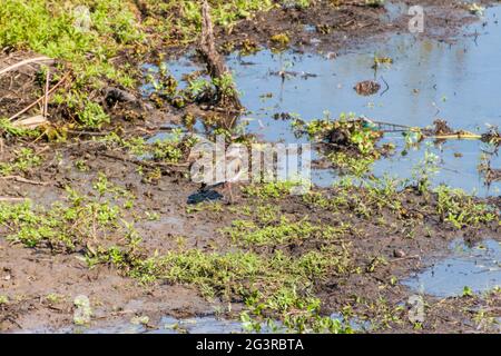 Südlicher Kiebitz (Vanellus chilensis) in Esteros del Ibera, Argentinien Stockfoto