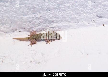 Taranto, Tarentola mauritanica bewegungslos auf einer weißen Wand Stockfoto