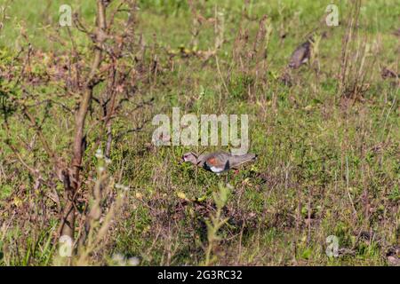 Südlicher Kiebitz (Vanellus chilensis) in Esteros del Ibera, Argentinien Stockfoto